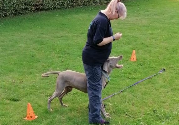 Canine Concepts Training C2