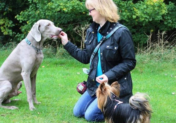 Canine Concept Training C1