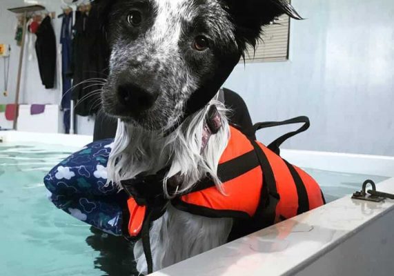 Top Dog Hydrotherapy C4