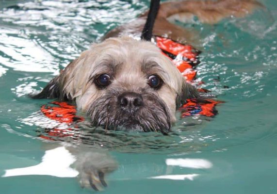 Top Dog Hydrotherapy C3