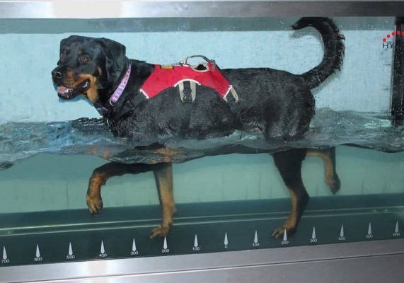 Top Dog Hydrotherapy C2