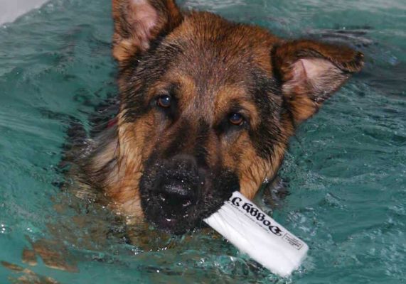 Top Dog Hydrotherapy C1